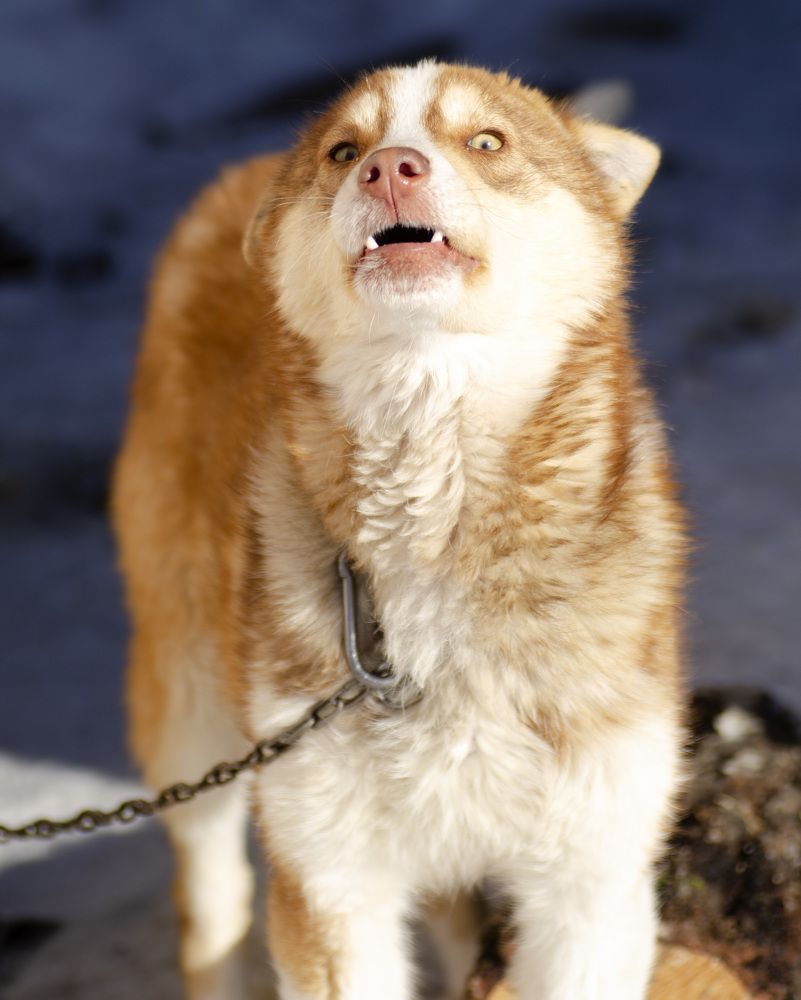 Photograph by Эльвира Быкова