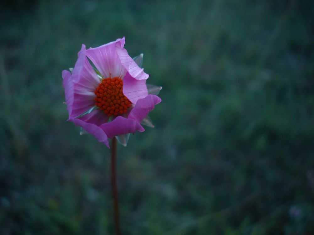 Photograph by Andrea Alcalá