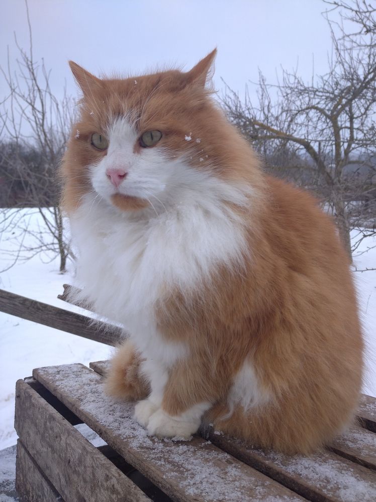 Photograph by Елена Коробченко