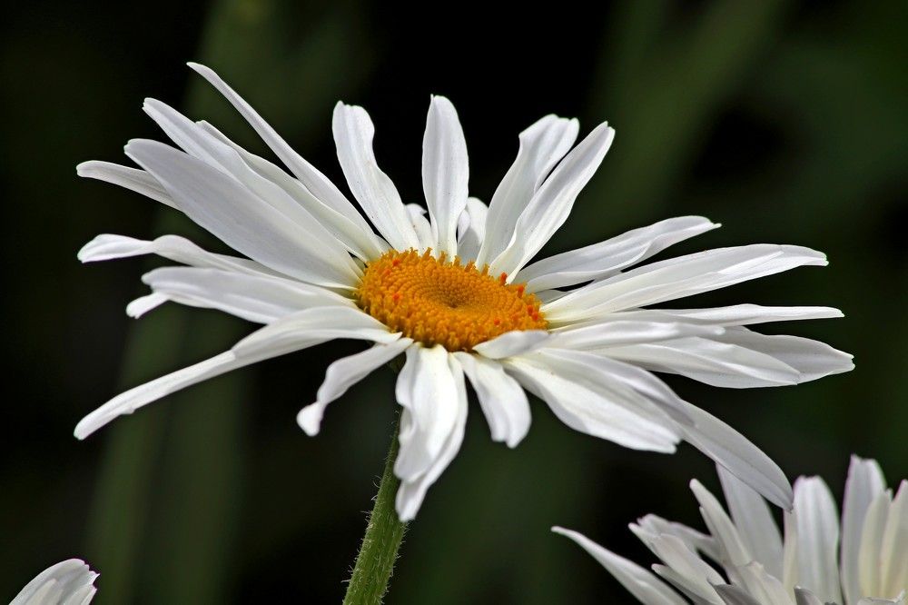 Фотография автора Ivan