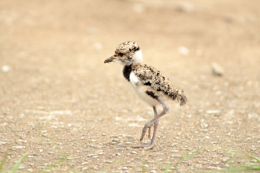 Photograph by Ricardo Venerando