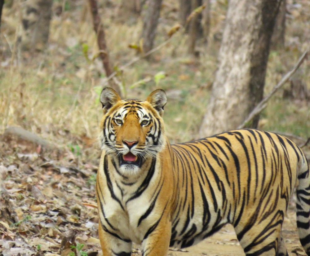 Male tiger pauses to loo head on