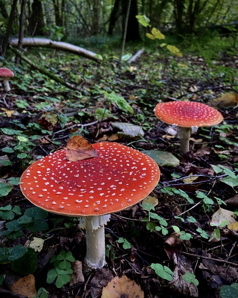 Photograph by Ирина