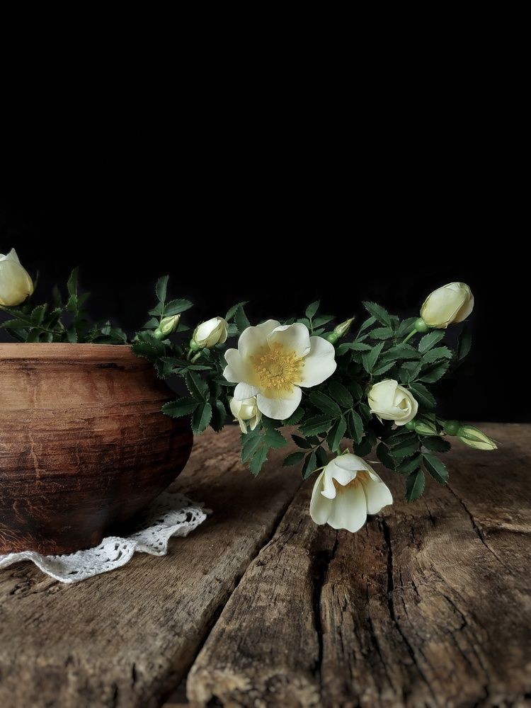 Белый шиповник