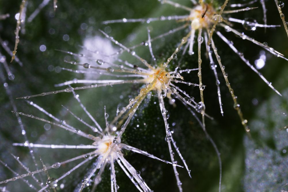 Photograph by Олег Крец