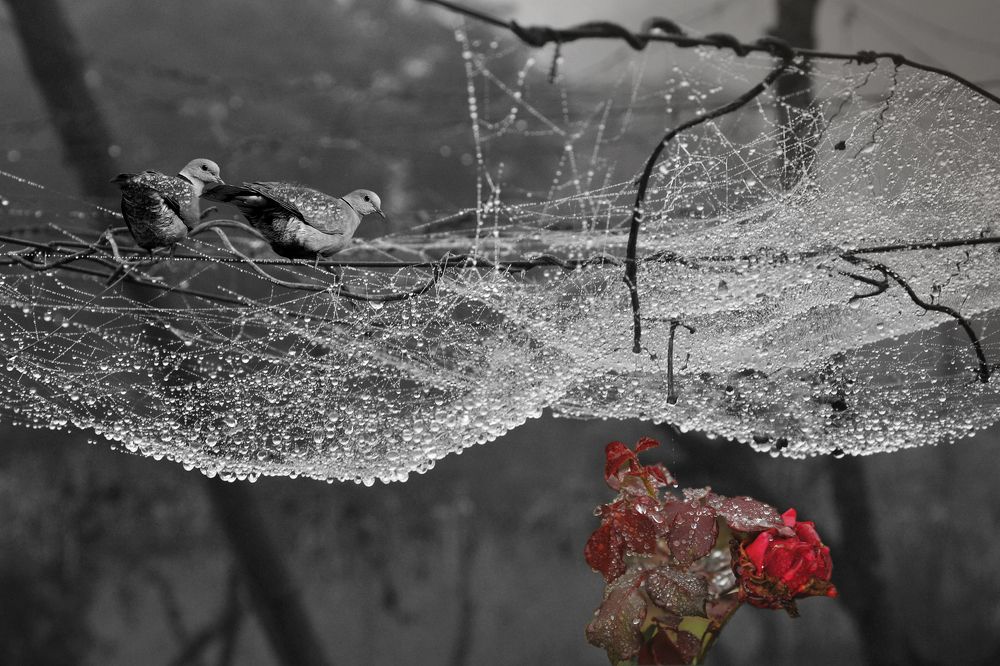 Photograph by MỸ THUẬN HUỲNH