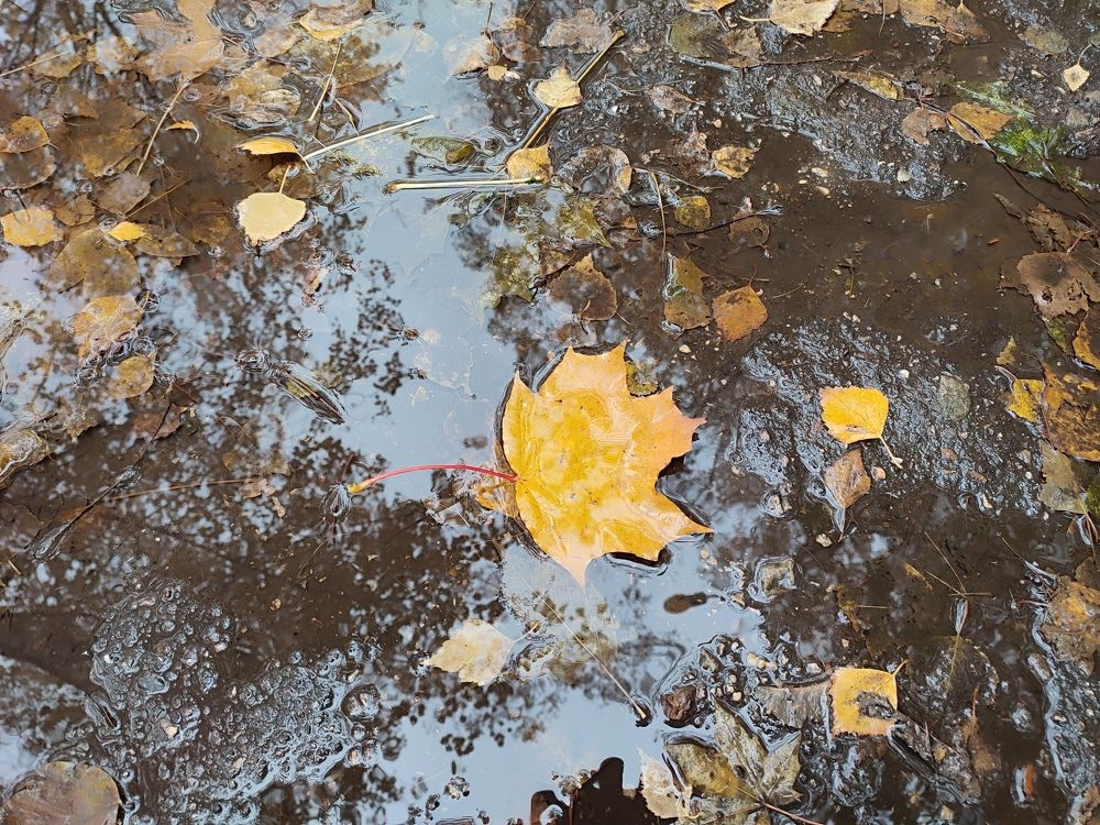 Photograph by Елена Горева