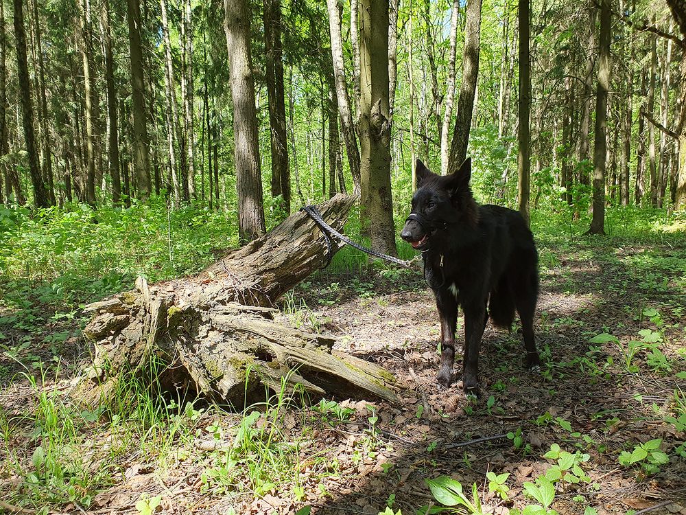 Фотография автора Надежда Лисицына