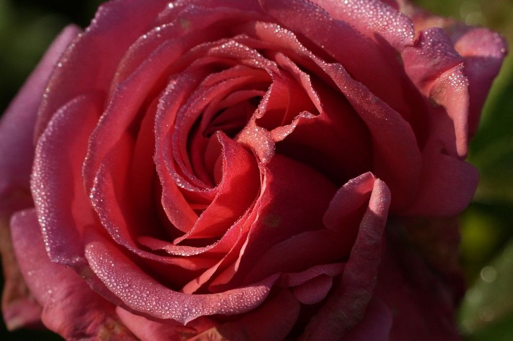 Photograph by Ольга Рачилова