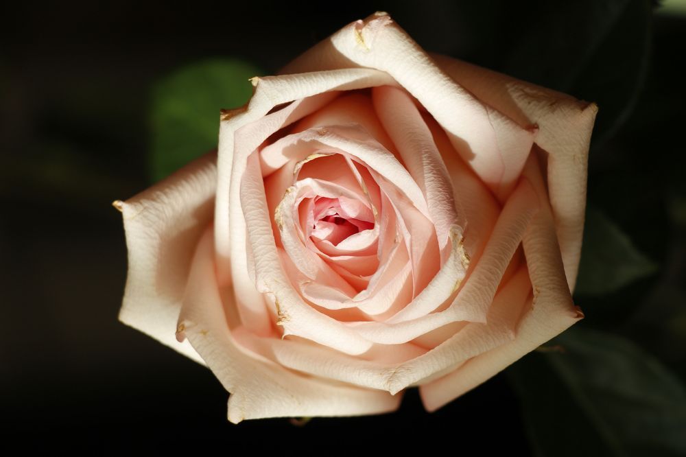 Фотография автора Кристина Догодька