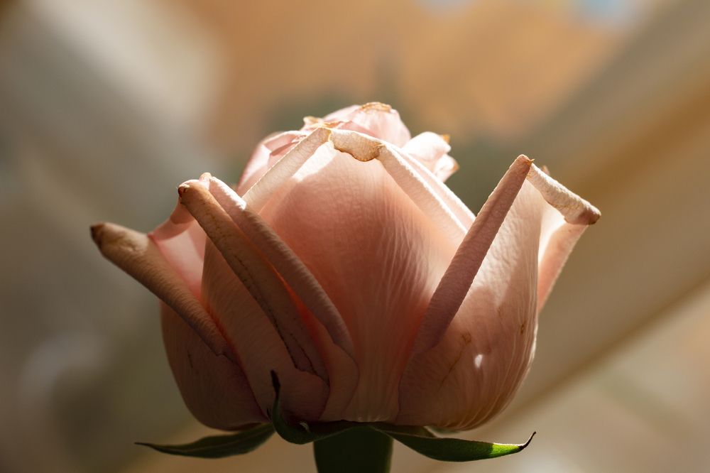 Фотография автора Кристина Догодька