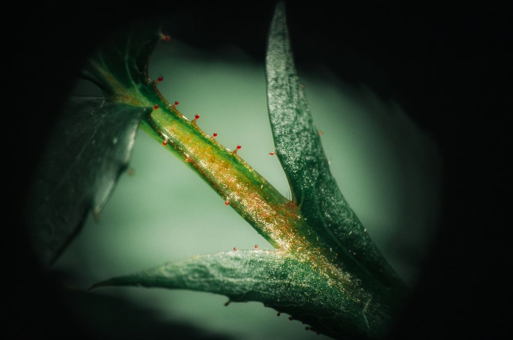 Фотография автора Вадим Поспелов
