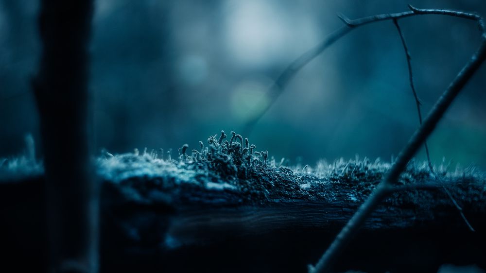 Фотография автора Вадим Поспелов