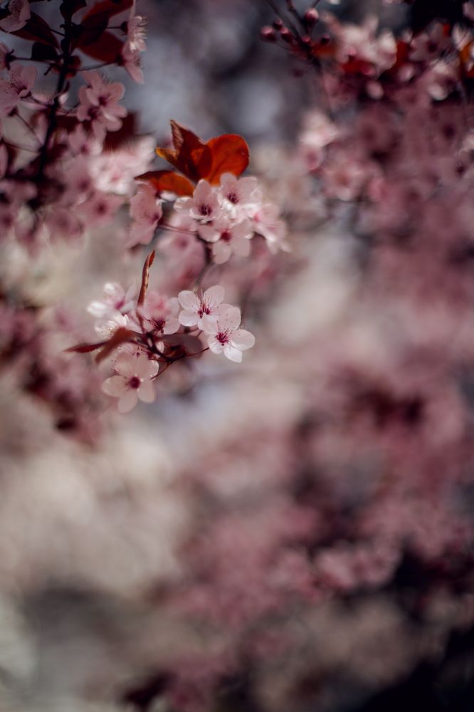 Photograph by Анна Шевляк