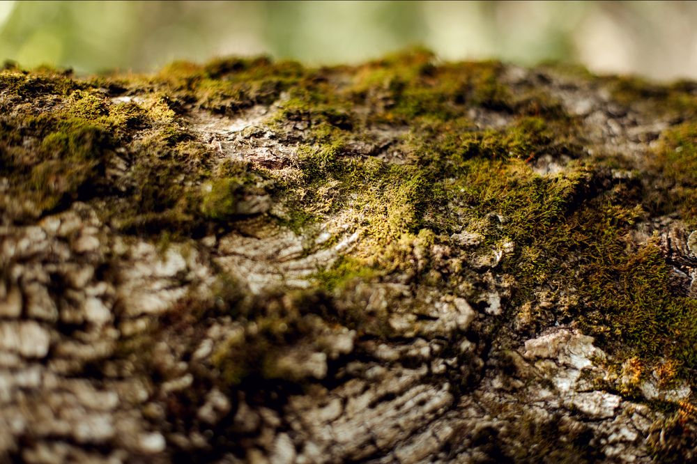 Photograph by Анна Шевляк