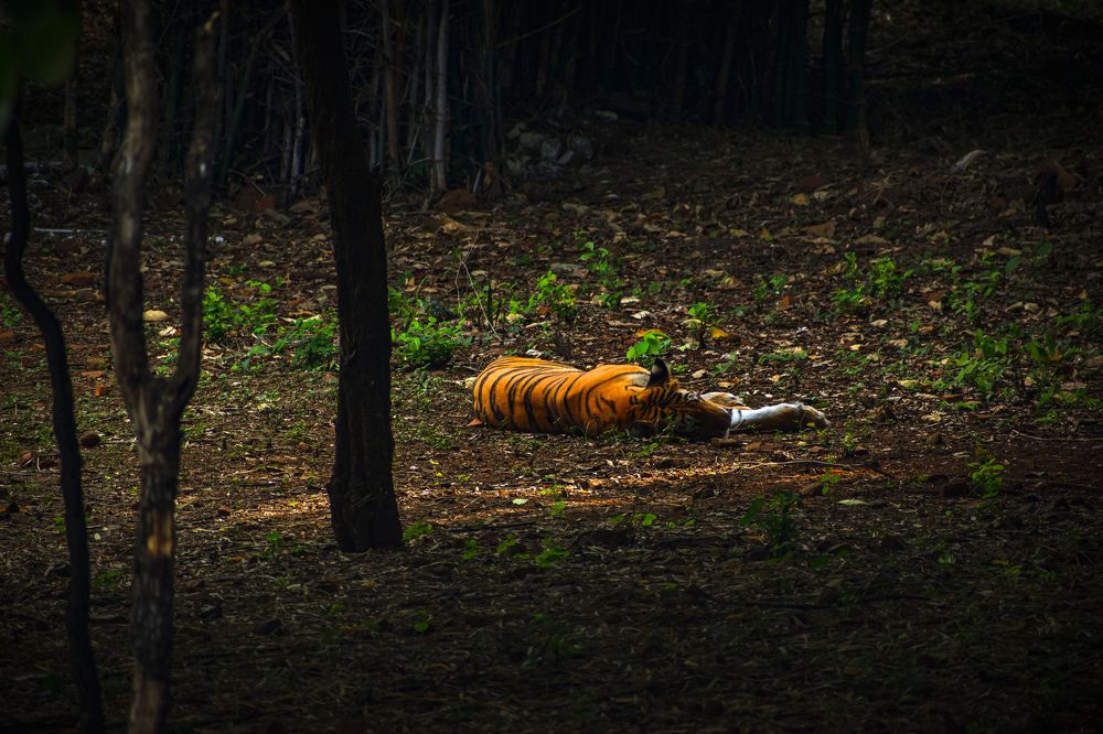 Photograph by Aryan Sharan