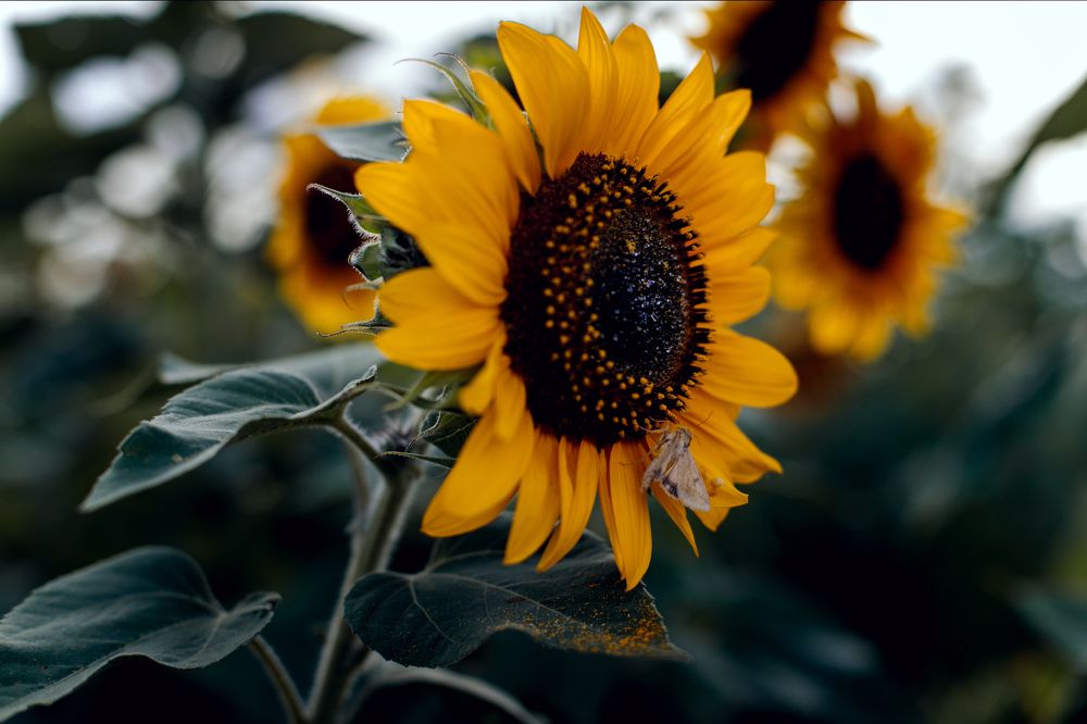 Photograph by Анна Шевляк