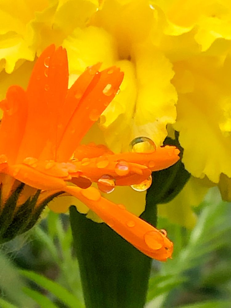 Photograph by Svetlana Tolkunova