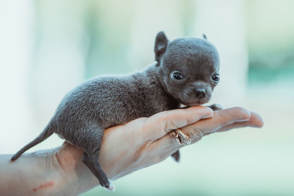 Счастье на ладошке