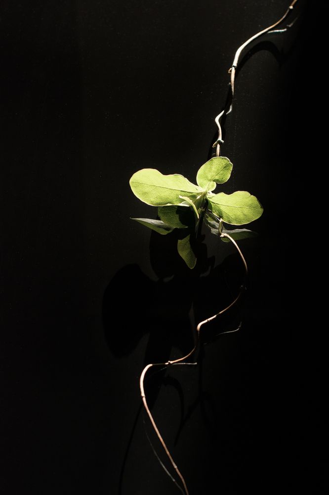 Photograph by Мария Конюхова