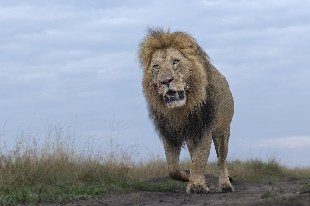 Lion, from down under!