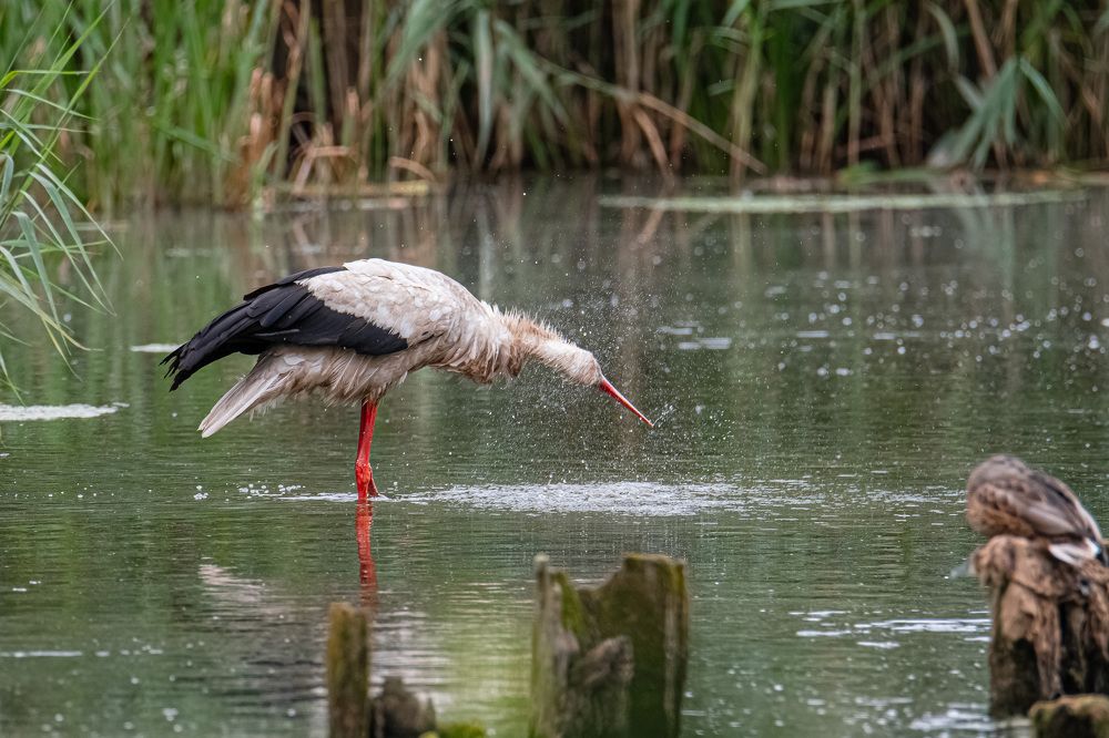 Режим 1000 оборотов в минуту  - включён .\ 1000 rpm mode - enabled.