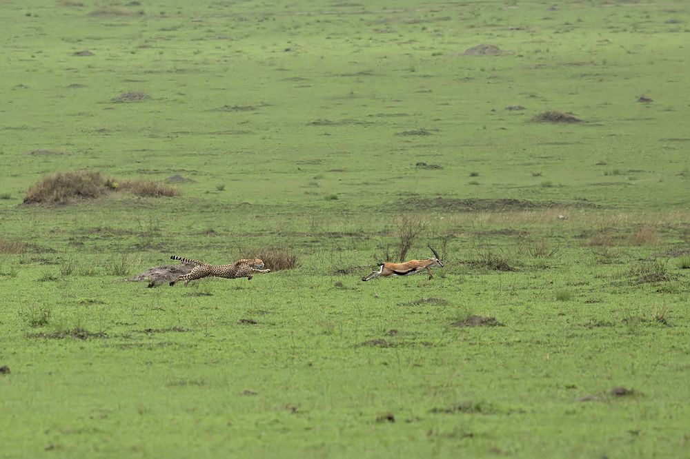 Speed thrills but kills