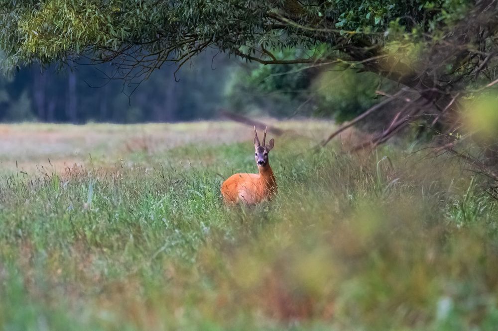 Европейская косуля на вольном выпасе.