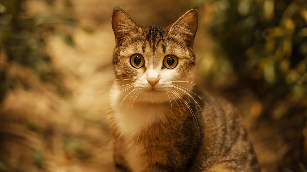 Фотография автора Вадим Поспелов