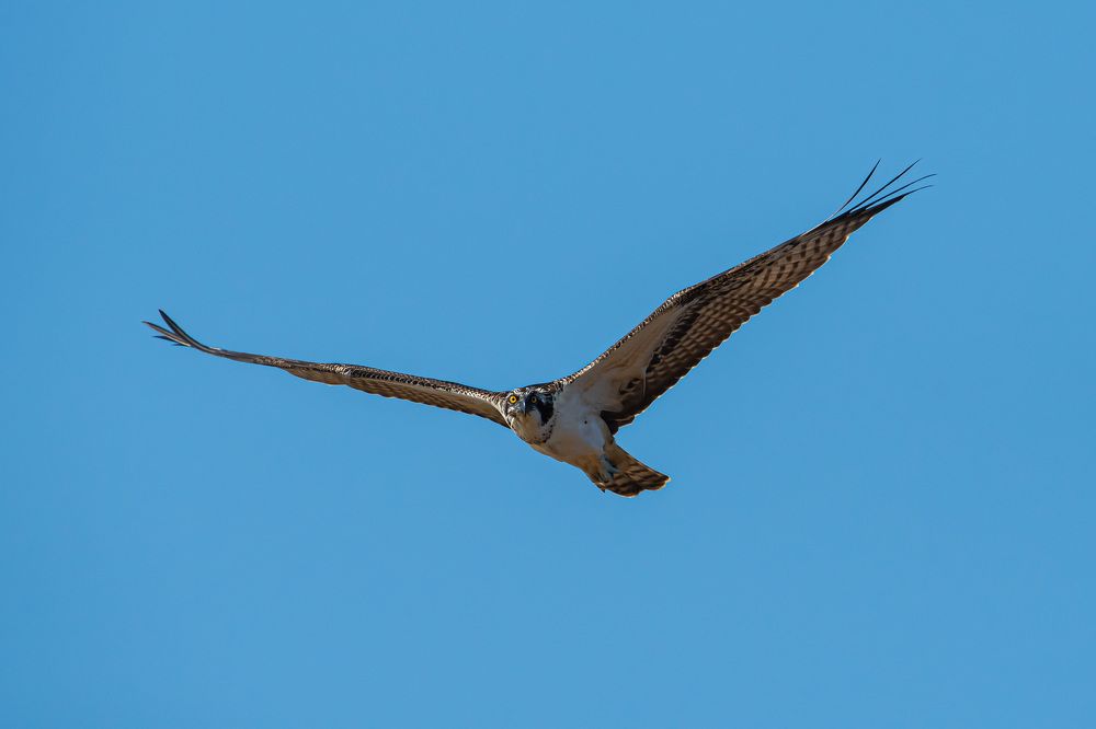 Скопа на пролёте.