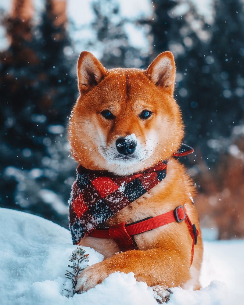 Photograph by Александр Гамалеев