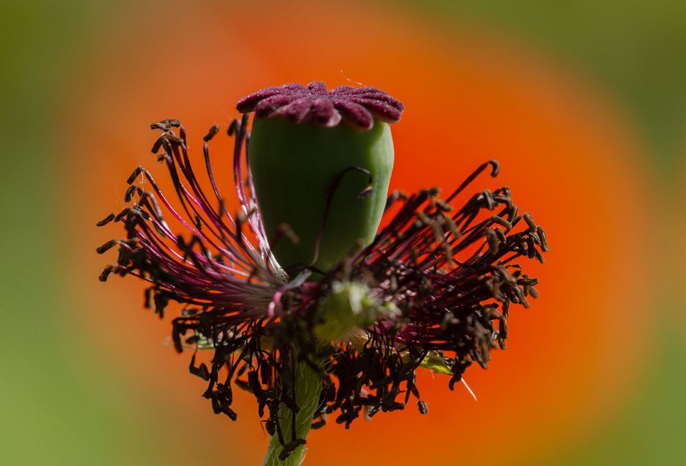Photograph by Елена Гольдебаева