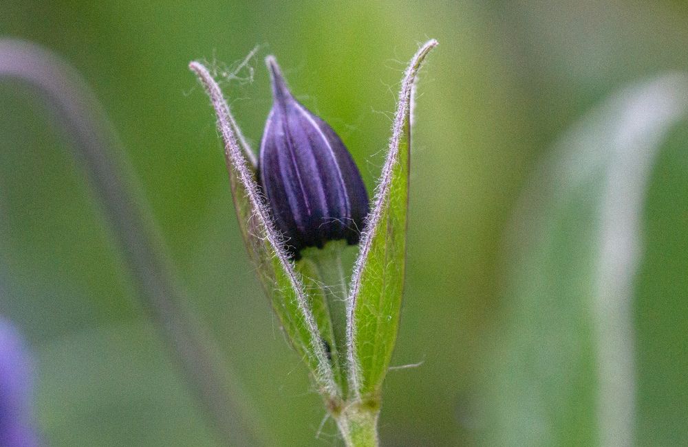 Photograph by Елена Гольдебаева