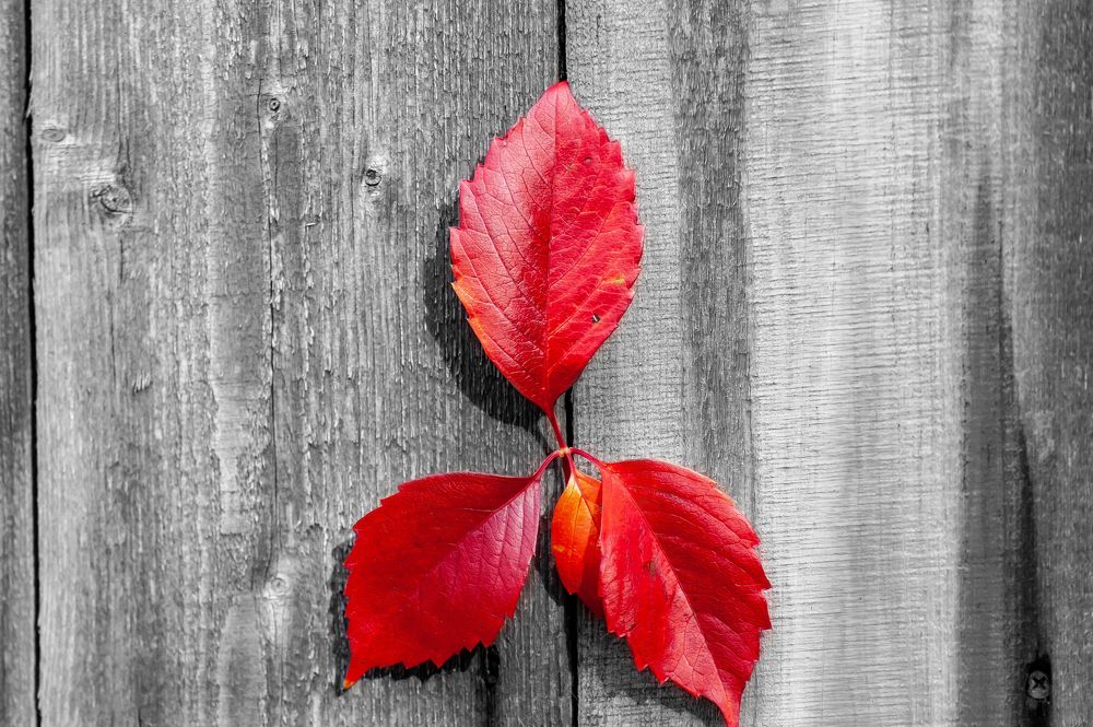 Photograph by Вадим Басов