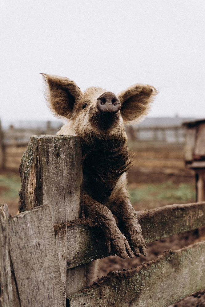 Photograph by Елена Подшевалова