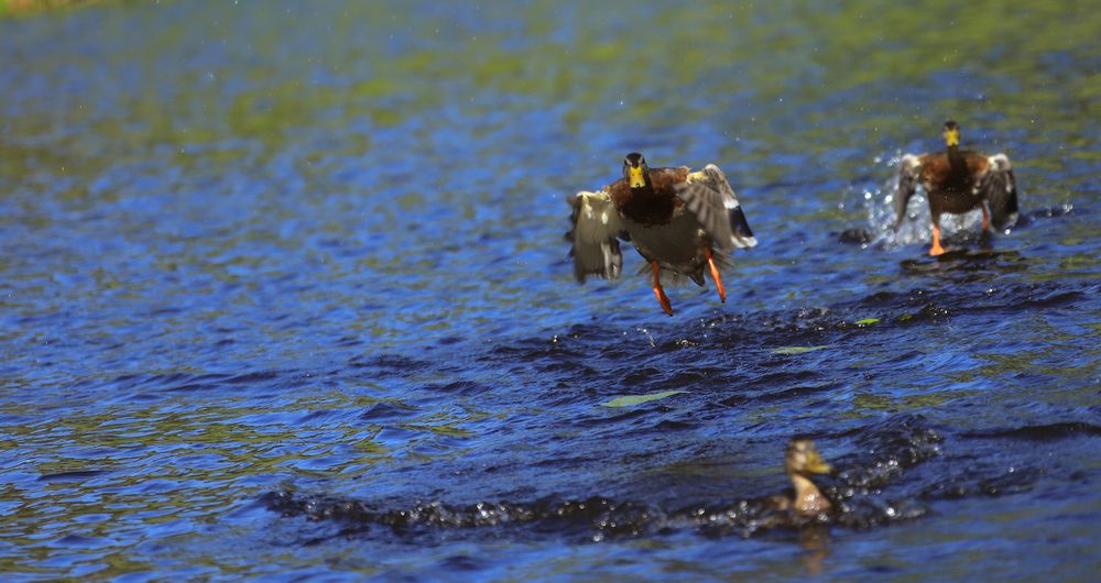 Photograph by Aleksandra