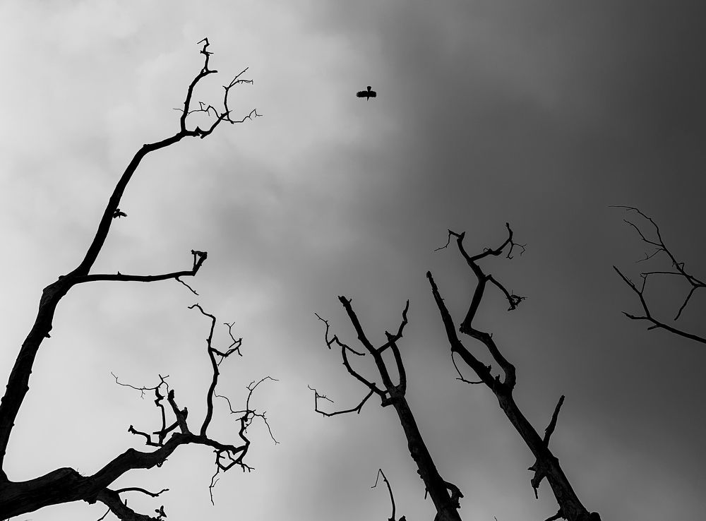 Фотография автора Anurag Banerjee