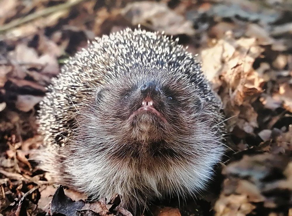 Photograph by Духанин Сергей