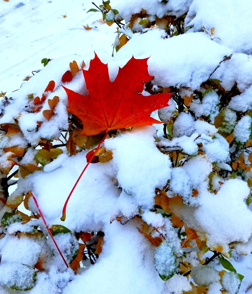 Последний лист