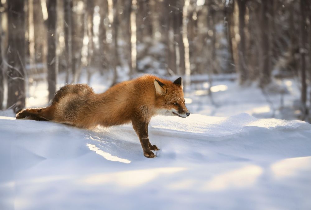 Photograph by Вероника Романенко