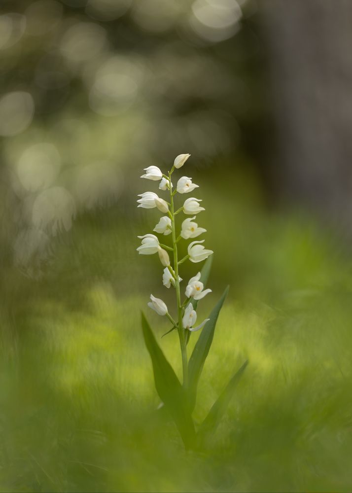 Orchid (Cephalanthera longifolia)