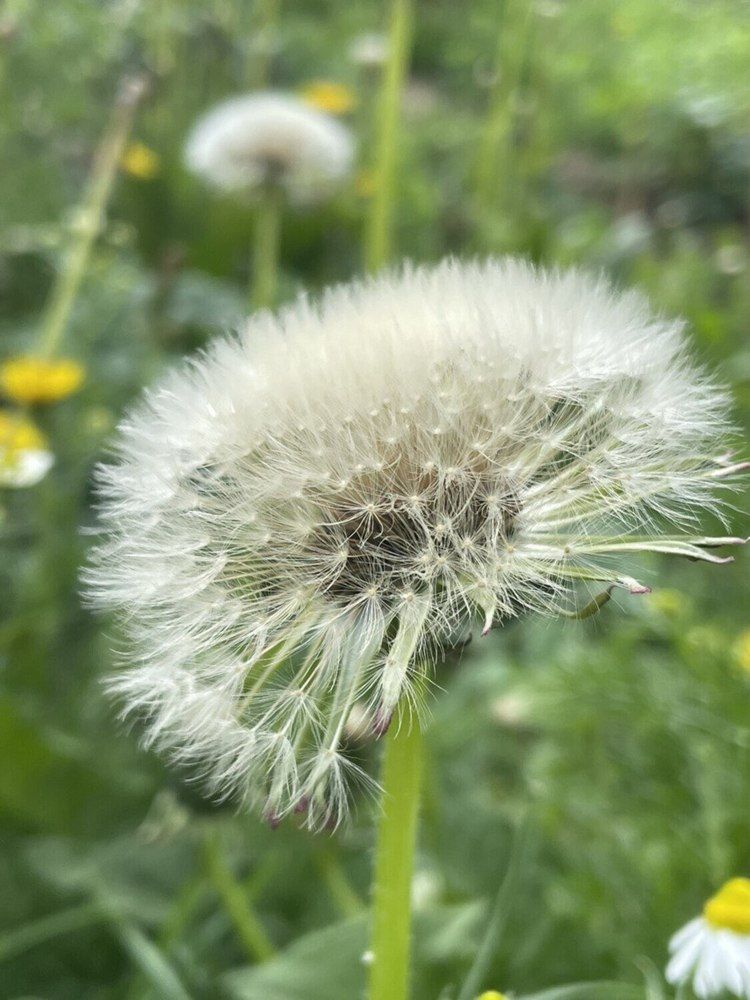 Пушистый мир