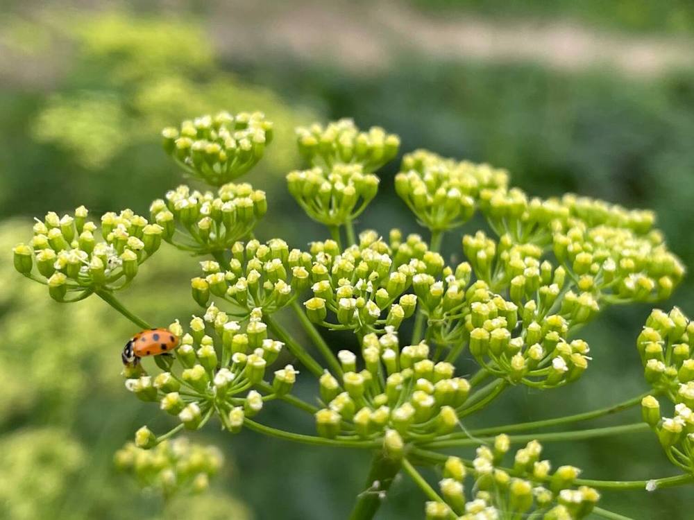 Укропный гость