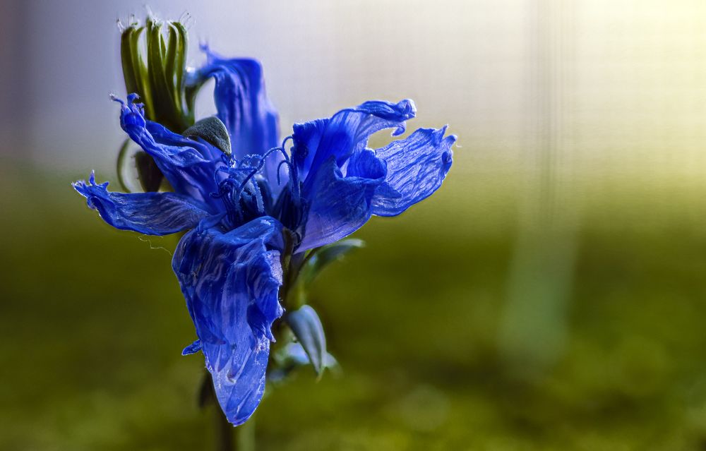 Photograph by Alex Kalpus