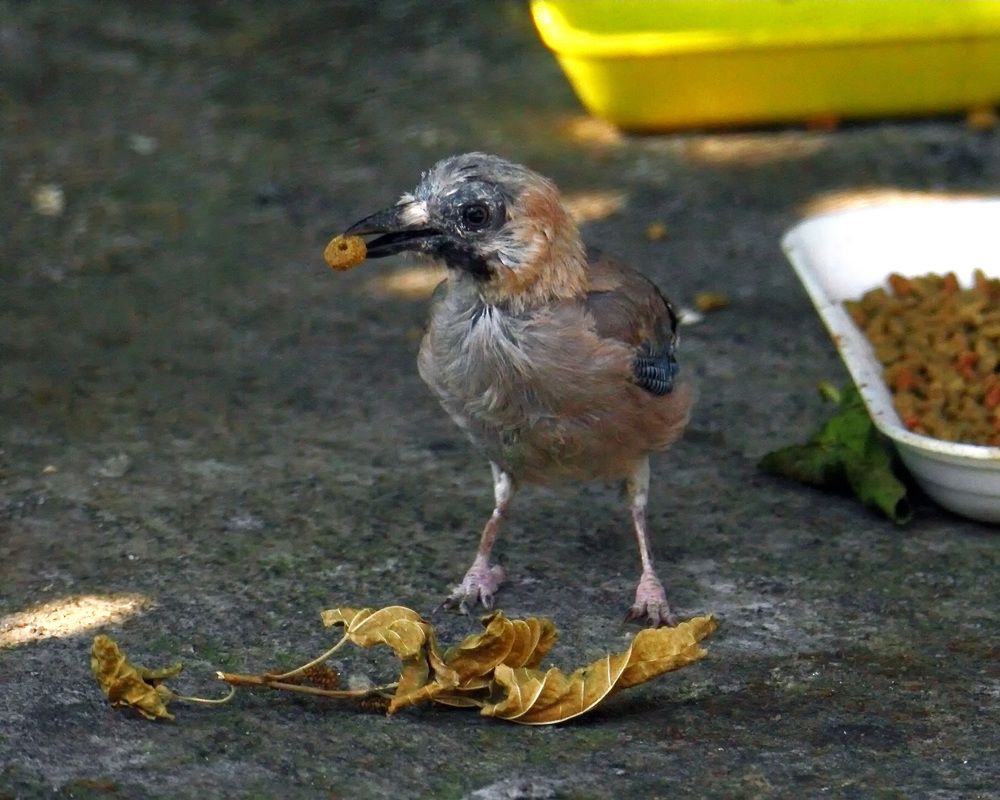 Photograph by Claudio Bonaccorsi