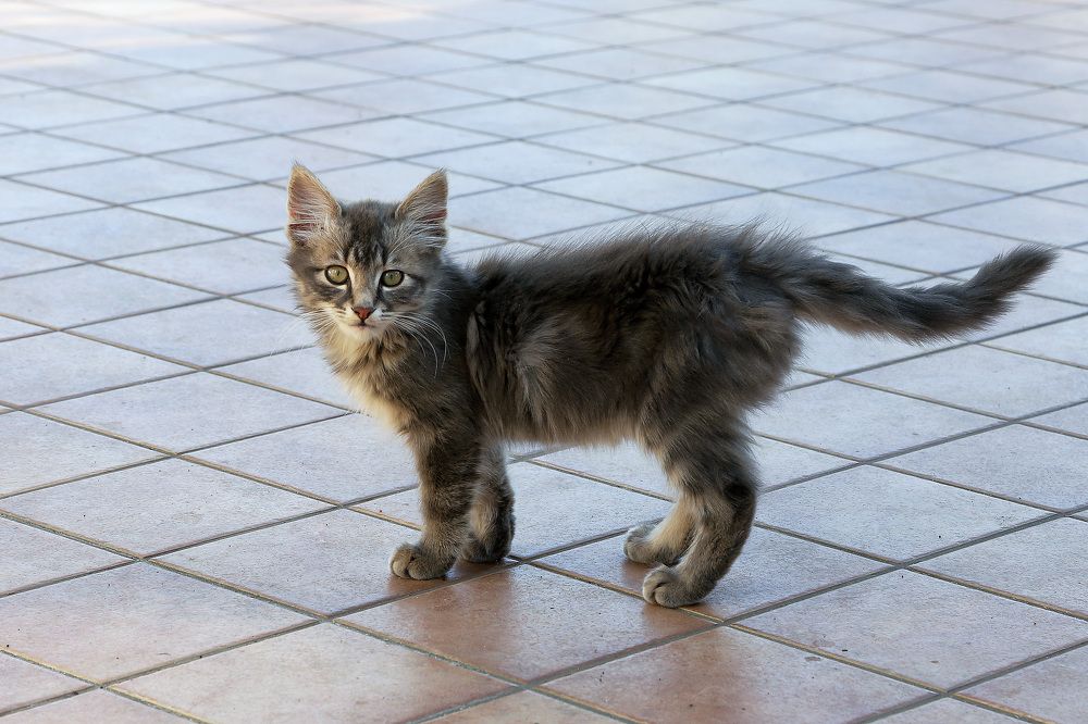 Photograph by Claudio Bonaccorsi