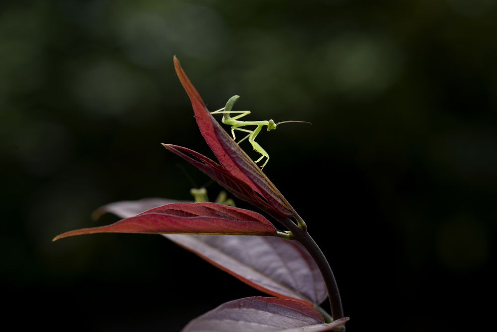 Фотография автора Thien Thanh