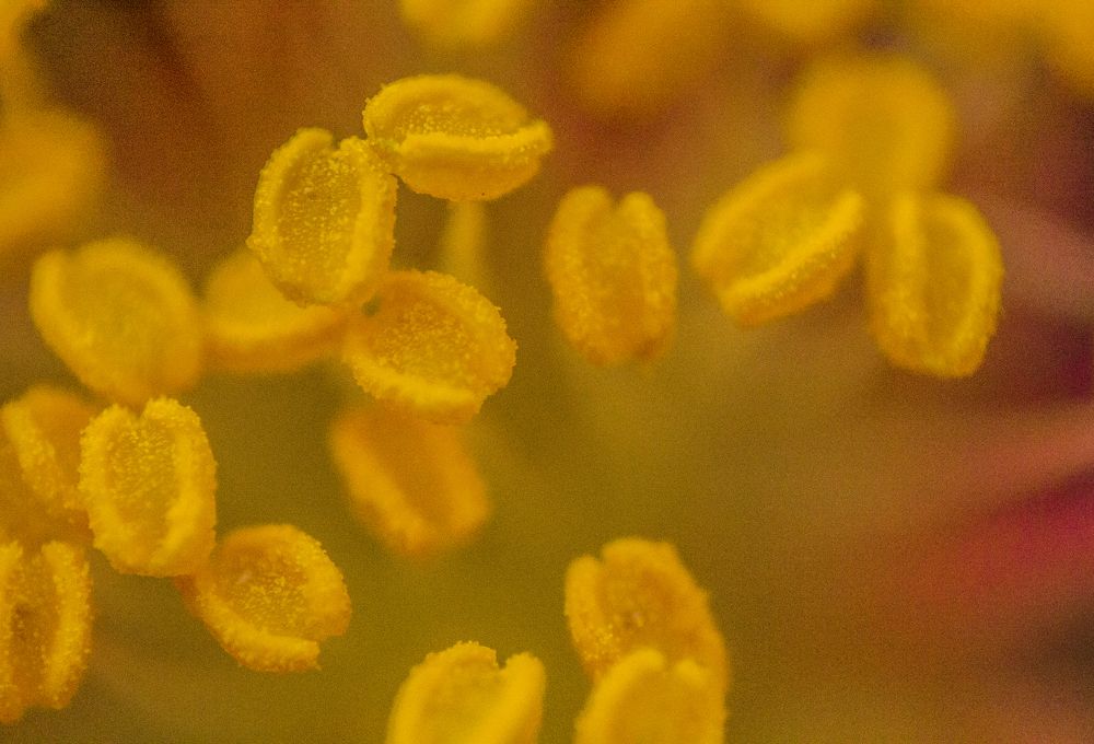 Photograph by Régis Santos