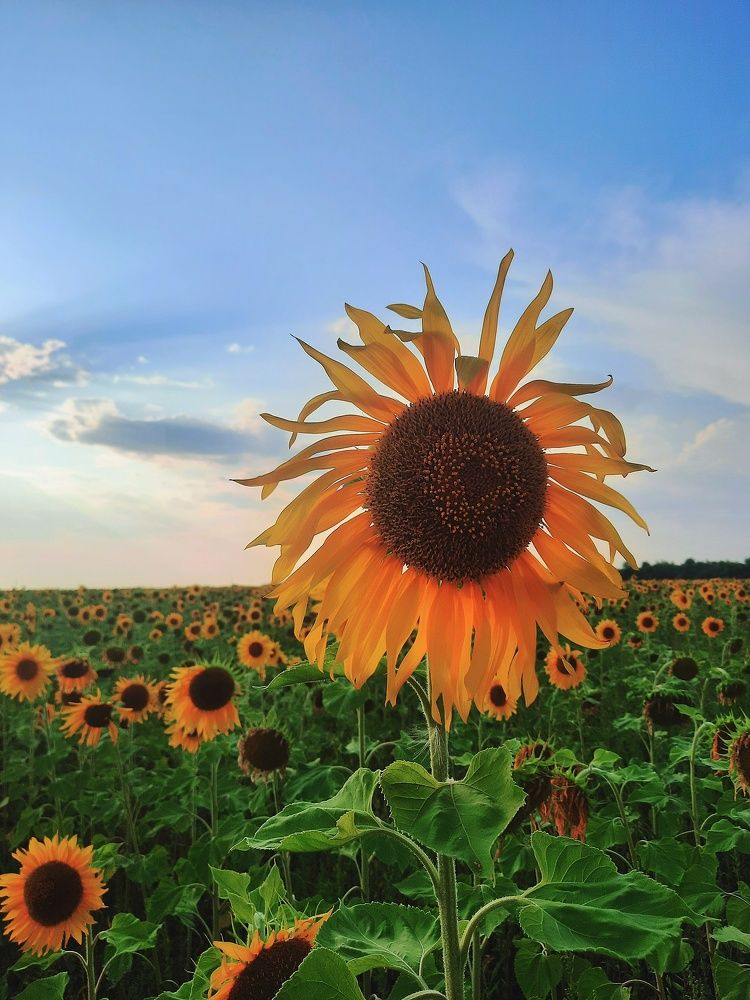 Photograph by Мария Тригуб