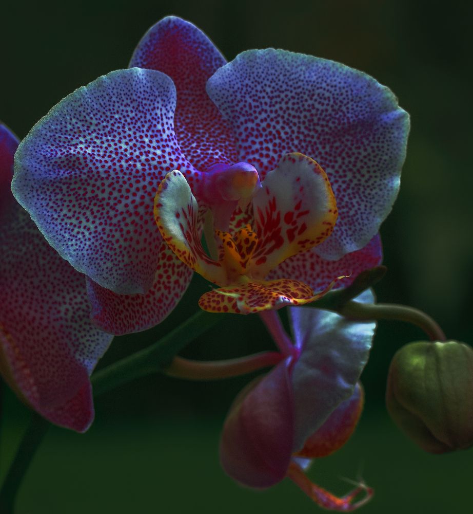 Photograph by Taтьяна Войлокова